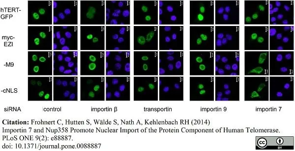 Anti c-Myc Antibody, clone 9E10 gallery image 6