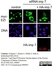 Anti c-Myc Antibody, clone 9E10 thumbnail image 7
