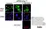 Anti c-Myc Antibody, clone 9E10 thumbnail image 7