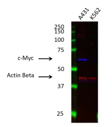 Anti c-Myc Antibody, clone CD01/2A2 (PrecisionAb Monoclonal Antibody) gallery image 1