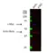 Anti c-Myc Antibody, clone CD01/2A2 (PrecisionAb Monoclonal Antibody) thumbnail image 1