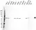 Anti c-Myc Antibody, clone CD01/2A2 (PrecisionAb Monoclonal Antibody) thumbnail image 2