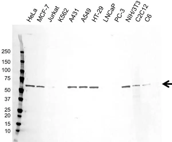 Anti c-Myc Antibody, clone CD01/2A2 (PrecisionAb Monoclonal Antibody) gallery image 2