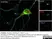 Anti c-Myc Antibody, clone JAC6 thumbnail image 1