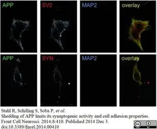 Anti c-Myc Antibody, clone JAC6 gallery image 2