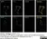 Anti c-Myc Antibody, clone JAC6 thumbnail image 2