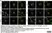 Anti c-Myc Antibody, clone JAC6 thumbnail image 5
