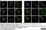 Anti c-Myc Antibody, clone JAC6 thumbnail image 6