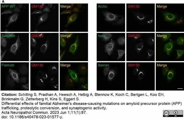 Anti c-Myc Antibody, clone JAC6 gallery image 6