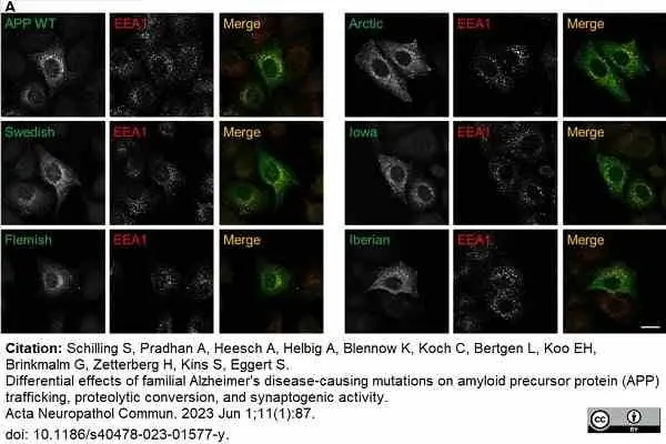 Anti c-Myc Antibody, clone JAC6 gallery image 7