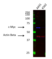 Anti c-Myc Antibody (PrecisionAb Monoclonal Antibody) thumbnail image 1