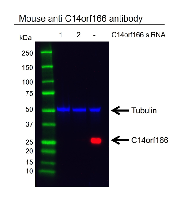 Anti C14orf166 Antibody, clone OTI2A4 (PrecisionAb Monoclonal Antibody) gallery image 2
