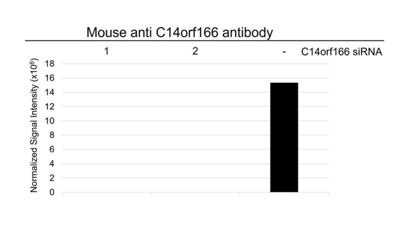 Anti C14orf166 Antibody, clone OTI2A4 (PrecisionAb Monoclonal Antibody) gallery image 3