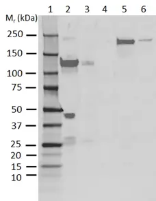 Anti Human C3 Antibody, clone AB01-3B4 gallery image 1