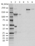 Anti Human C3 Antibody, clone AB01-3B4 thumbnail image 1