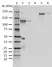 Anti Human C3 Antibody, clone AB01-3B4 thumbnail image 1