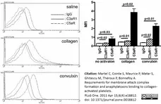 Anti Human C3a Receptor Antibody, clone hC3aRZ1 gallery image 1