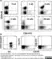 Anti Human C3b Antibody, clone H11 thumbnail image 1