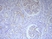 Anti Human C4d Antibody, clone 10-11 thumbnail image 1
