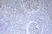 Anti Human C4d Antibody, clone 10-11 thumbnail image 1