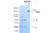 Anti C5 (Eculizumab Biosimilar) Antibody, clone h5G1.1 thumbnail image 1