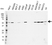 Anti C9orf72 Antibody, clone B01-5F2 (PrecisionAb Monoclonal Antibody) thumbnail image 1