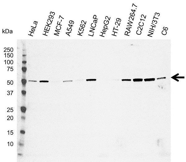 Anti C9orf72 Antibody, clone B01-5F2 (PrecisionAb Monoclonal Antibody) gallery image 1