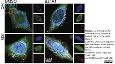 Anti C9orf72 Antibody, clone B01-5F2 (PrecisionAb Monoclonal Antibody) gallery image 4