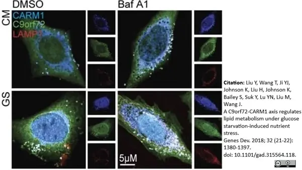 Anti C9orf72 Antibody, clone B01-5F2 (PrecisionAb Monoclonal Antibody) gallery image 4