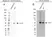 Anti C9orf72 Antibody, clone B01-5F2 (PrecisionAb Monoclonal Antibody) thumbnail image 5