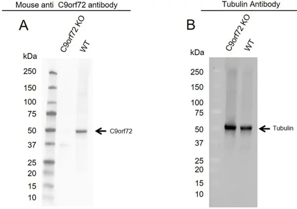 Anti C9orf72 Antibody, clone B01-5F2 (PrecisionAb Monoclonal Antibody) gallery image 5