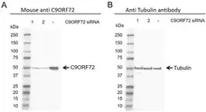 Anti C9orf72 Antibody, clone B01-5F2 (PrecisionAb Monoclonal Antibody) gallery image 6
