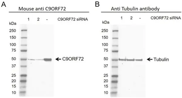 Anti C9orf72 Antibody, clone B01-5F2 (PrecisionAb Monoclonal Antibody) gallery image 6