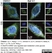Anti C9orf72 Antibody, clone B01-5F2 (PrecisionAb Monoclonal Antibody) thumbnail image 7