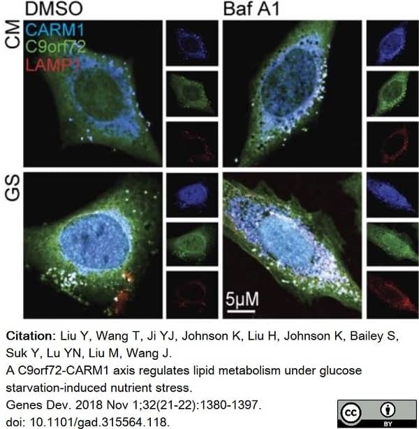 Anti C9orf72 Antibody, clone B01-5F2 (PrecisionAb Monoclonal Antibody) gallery image 7