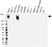 Anti CA125 Antibody (PrecisionAb Monoclonal Antibody) thumbnail image 1