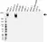 Anti CA125 Antibody, clone X325 (PrecisionAb Monoclonal Antibody) thumbnail image 1