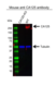Anti CA125 Antibody, clone X325 (PrecisionAb Monoclonal Antibody) thumbnail image 2