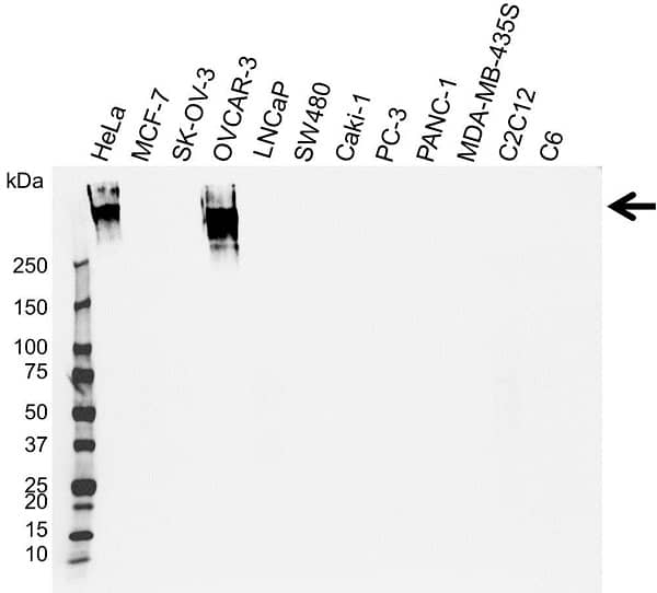 Anti CA125 Antibody, clone X325 (PrecisionAb Monoclonal Antibody) gallery image 1