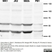 Anti Human Calcitonin Receptor Antibody, clone 31/01-1H10-4-1-14 thumbnail image 1