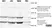 Anti Human Calcitonin Receptor Antibody, clone 31/01-1H10-4-1-14 thumbnail image 1