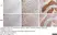 Anti Human Calcitonin Receptor Antibody, clone 31/01-1H10-4-1-14 thumbnail image 2