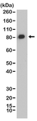 Anti CALD1 Antibody, clone RM396 thumbnail image 1