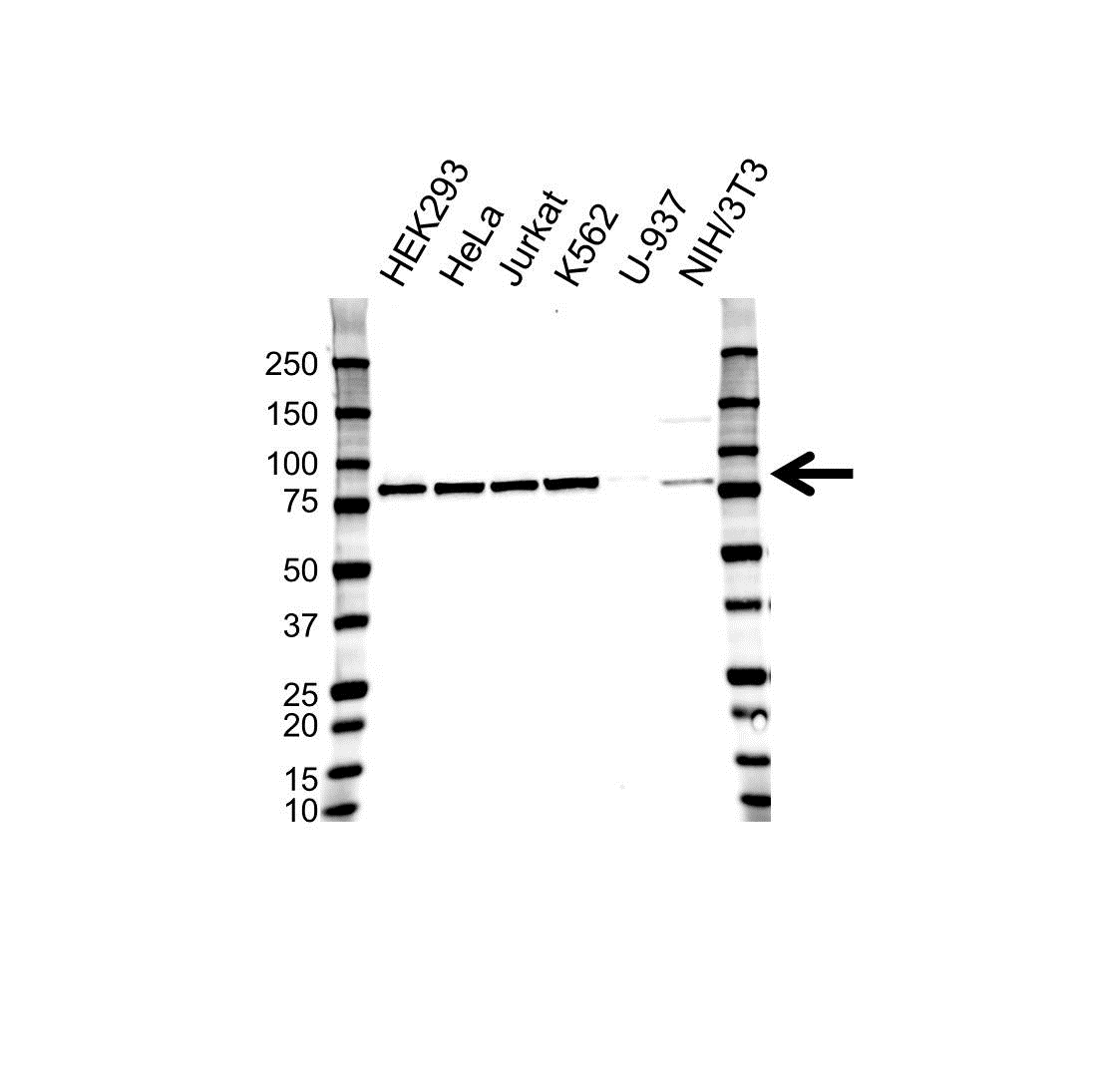 Anti CALPAIN-1 Antibody, clone 1376CT809.24.85 (PrecisionAb Monoclonal Antibody) gallery image 1