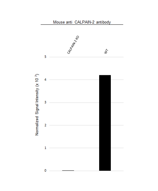 Anti CALPAIN-2 Antibody, clone OTI3G1 (PrecisionAb Monoclonal Antibody) gallery image 2