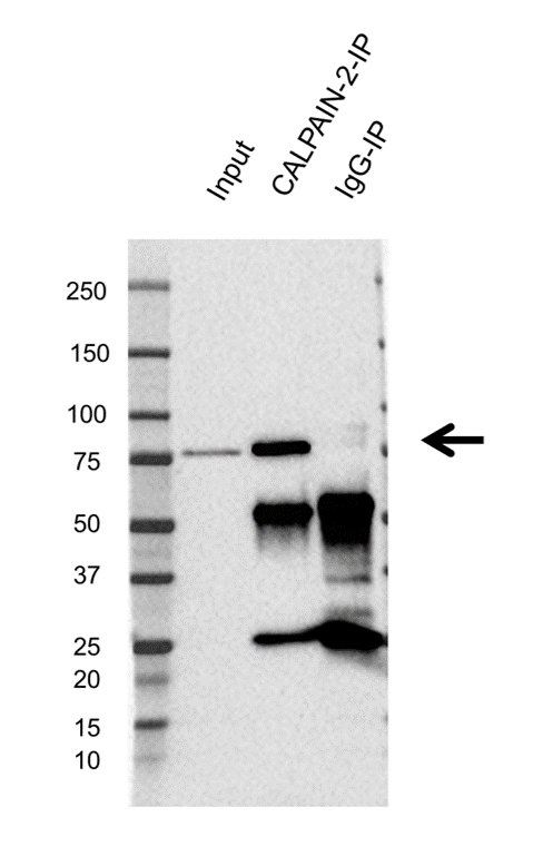 Anti CALPAIN-2 Antibody, clone OTI3G1 (PrecisionAb Monoclonal Antibody) gallery image 3