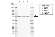 Anti Human CaMKK II Antibody, clone AB01/3H6 gallery image 1
