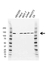 Anti CAND1 Antibody, clone CD01/4H2 (PrecisionAb Monoclonal Antibody) thumbnail image 1