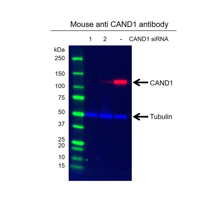 Anti CAND1 Antibody, clone CD01/4H2 (PrecisionAb Monoclonal Antibody) gallery image 2