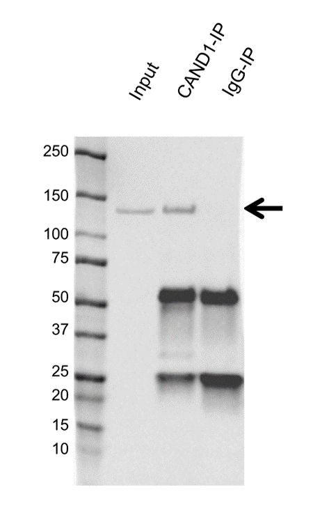Anti CAND1 Antibody, clone CD01/4H2 (PrecisionAb Monoclonal Antibody) gallery image 4